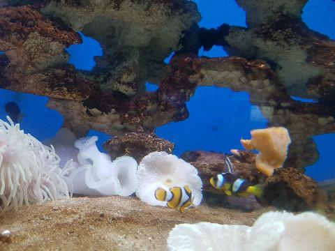 Abyss Verna Aquarium - Download Goa Photos