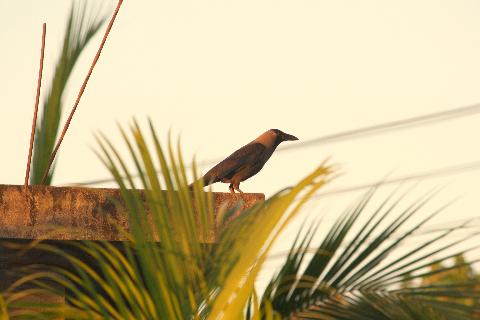 Birds in Goa - Download Goa Photos