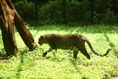 Bondle Wildlife Santuary - Download Goa Photos