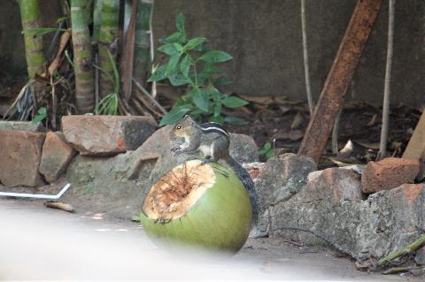 Domestic Animals in Goa - Download Goa Photos