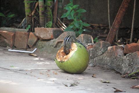 Domestic Animals in Goa - Download Goa Photos