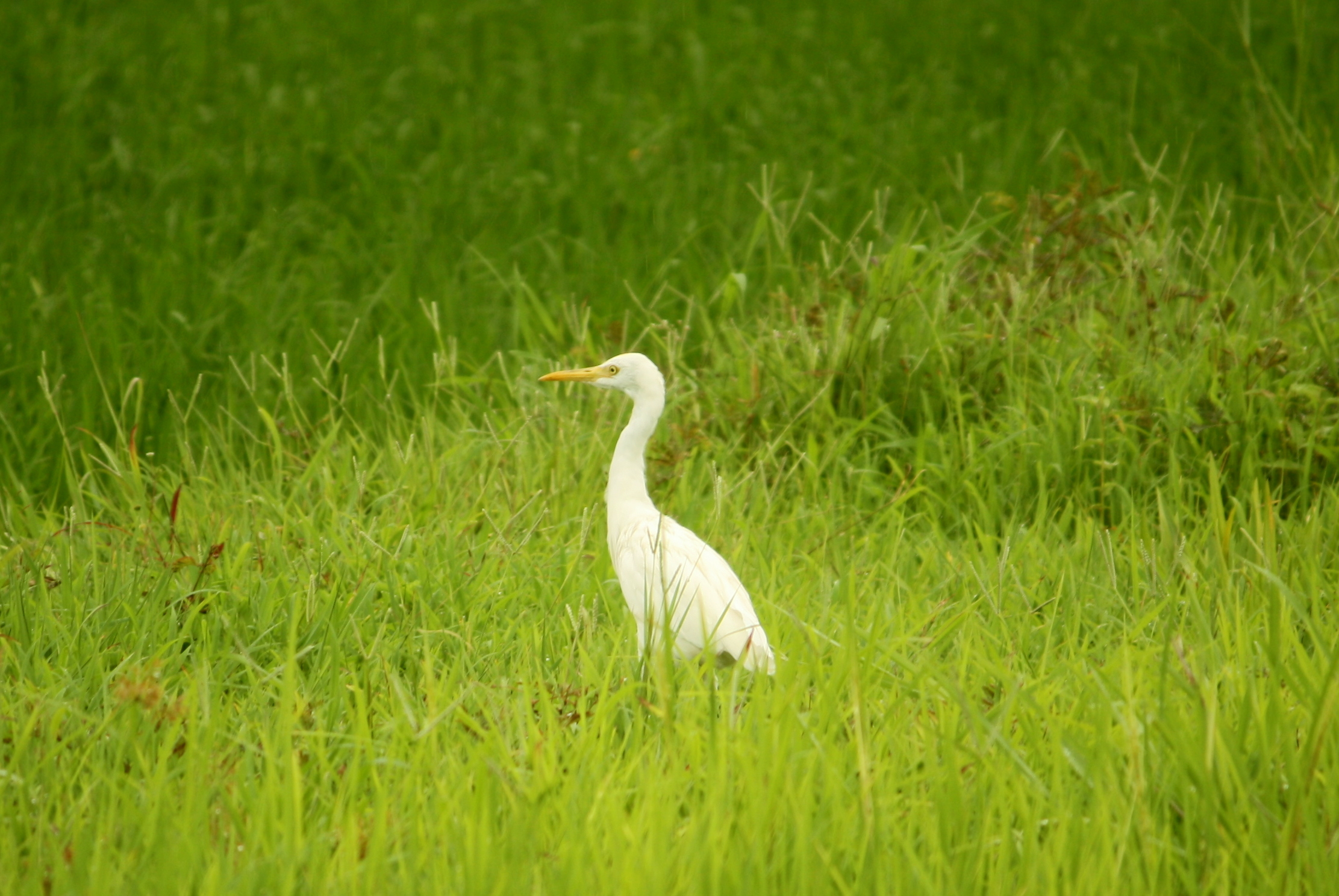 Goa Birds / Birds in Goa | Photos of Goa Birds / Birds in Goa